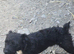 Patterjack