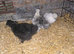 silkie chickens for sale