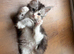 Beautiful Maine Coon Kittens