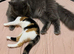 Beautiful Calico Cat Callie