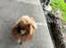 Stud Pomeranian   Chocolate