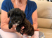 adorable mixed breed litter