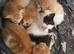 Kittens, 8 weeks old co.down northern ireland