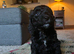 *READY TO GO* Sprockapoo puppies