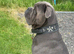 Cane Corso stud