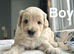 Lovely Pupies ready to leave us on 13th July