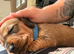 1 gorgeous dachshund puppy left