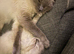 1 girl ragdoll kitten