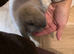 15 week old buck mini lop
