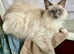 Teddy,6year old Ragdoll