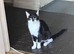 Black and white cat