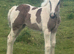 Top class Coloured foal