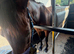 15.2 Bay Mare