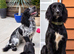 Sprocker puppies only 4 boys left