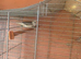 Finches for sale