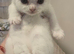 Adorable Scottish Fold Kittens looking for Forever Home