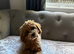 Gorgeous cavapoo female