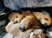 *2 LEFT* KC shiba girl puppies - Mozzarella & Wensleydale