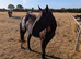 2 year old TB Filly