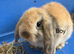 Ready Now! Gorgeous Mini Lop Babies!