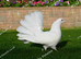 PURE WHITE FANTAIL PIGEONS/DOVES