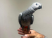 Baby Handreared Tame African Grey Parrot,20