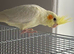 Baby Lutino cockatiel male £50