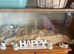 female hamster