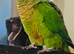 Proven Breeding Pair of Conures