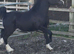 Sec c yearling colt