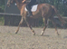 IRISH DRAUGHT MARE