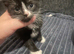 3 Black and white kittens