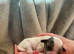 Cavapoo puppies