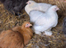 2 Porcelain Pekin Pullets