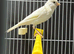 Male Irish fancy canary with cage