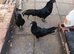 Sumatra chicken for sale