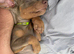 Doberman pup ready now