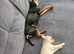 Miniature pincher x pomeranian puppy's