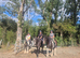 Registered 148 Dun Connemara gelding