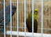 Black face and black wing proven breeding pair