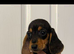 Miniature dachshund (Last male)