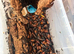 Gromphadorhina portentosa