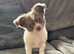 Chihuahua puppies