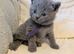 GCCF registered Blue British Shorthair