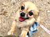 Beautiful 7 year old female tan chihuahua