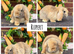 Pure bred mini lops .