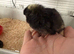 Cuckoo Maran Day-Old Chicks (Unsexed) &ndash; 2 Available