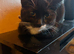 2 male kittens
