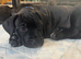 1 Cane Corso cross mastiff chunky puppy LEFT for sale