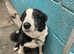 Border Collie needing a good home